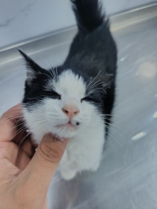 Котенок 2 месяц очень ласковый)))