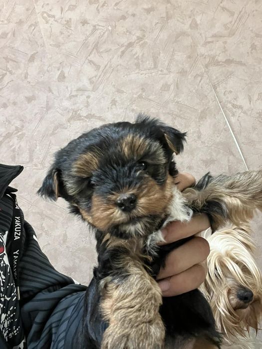 Йоркширски териер