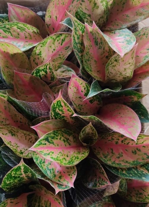 Тайские Аглаонемы