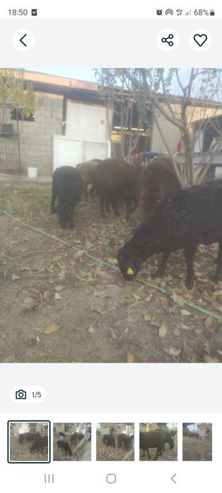 Бараны продается