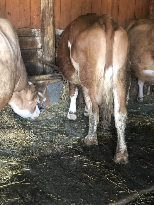 Vând vacca gestanta ân 5 luni cu 15 kg lapte