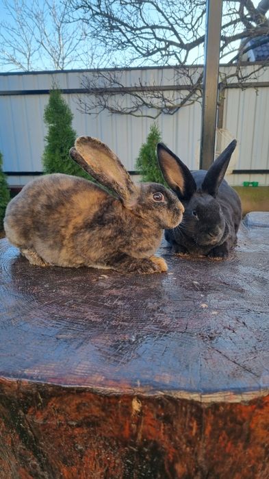 Vând 2 femeluțe rex