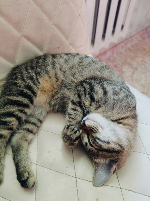 Отдам Котёнка в добрые руки.