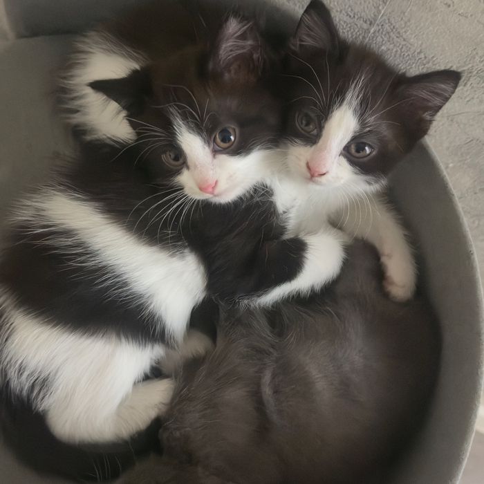 Отдам котят,самых умных иикрасивых