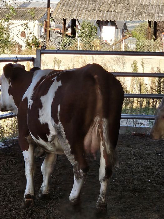 Vaca baltata românească cu tauras (vitel)