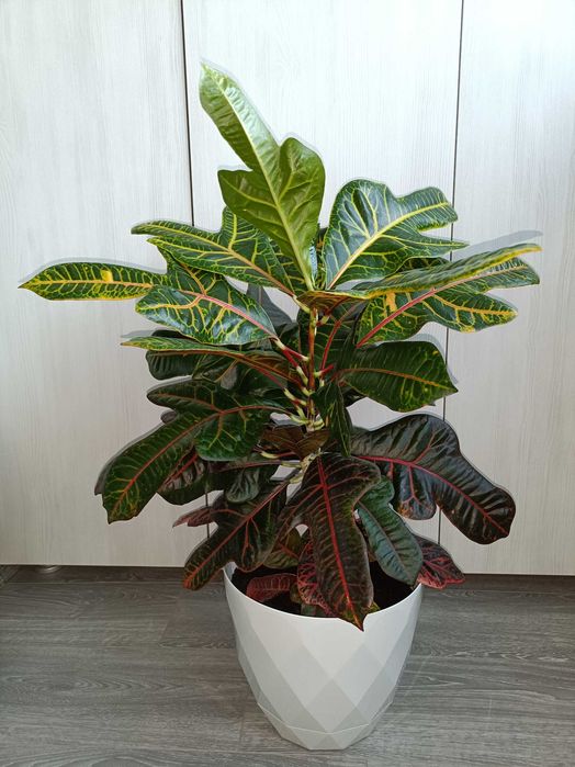 Kroton, filodendron, ficus peste 1 m înălțime