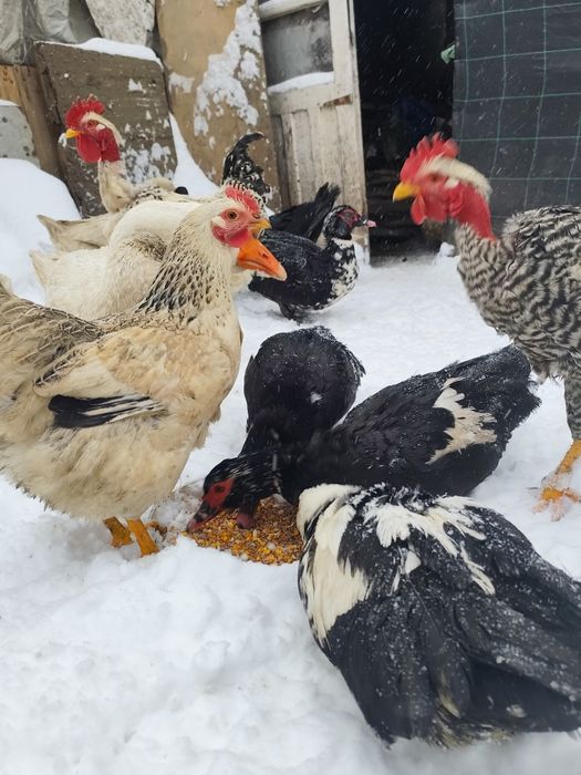 Vând găini și iepuri și rațe