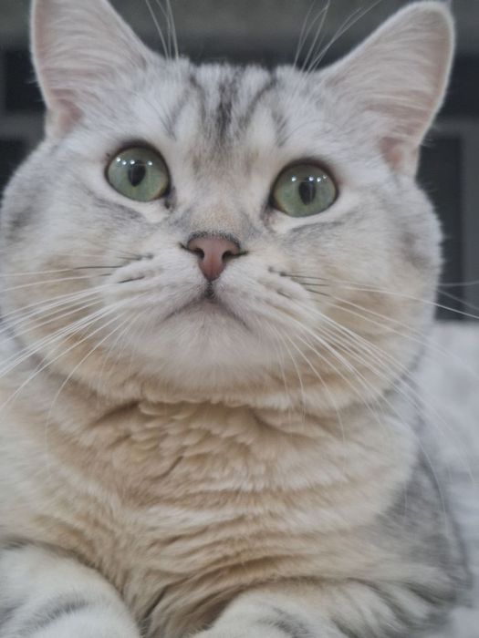 Mushuk sotiladi oʻgʻil bola mushuk