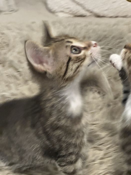 Pisoi tigrati pentru adoptie