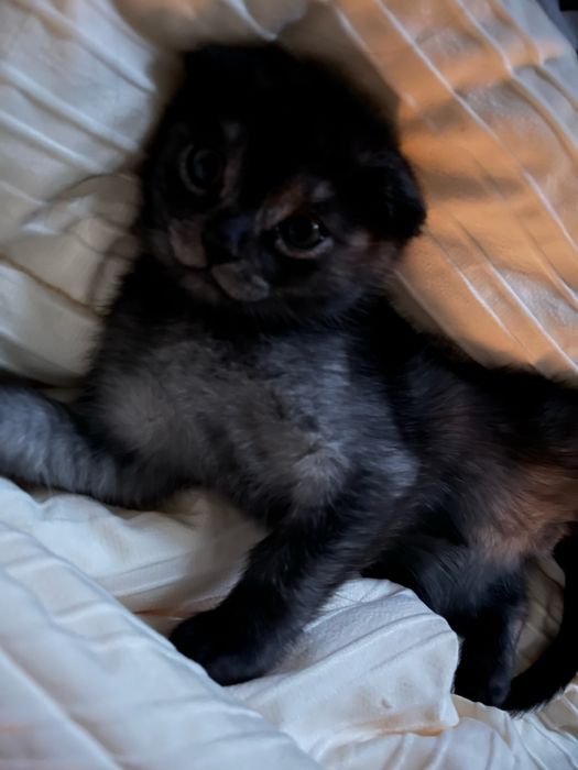 Шотландский вислоухий кот