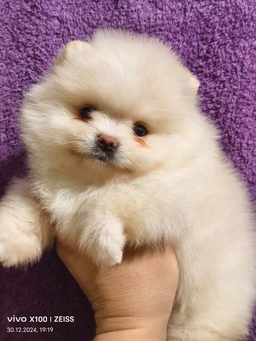 Померашки ,каспий рассрочка