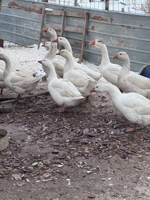 Қаздар сатылады