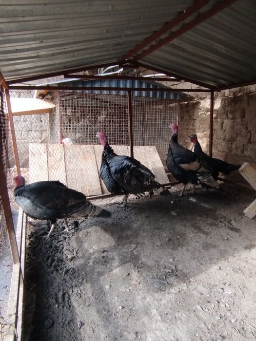 Эркак Куркалар сотилади йил ошган 4 дона