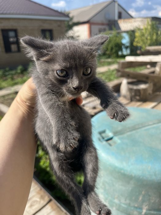 Отдам котят в добрые руки