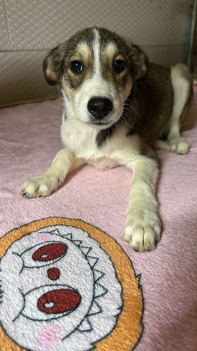 Ищу дом  щенкам королевских кровей