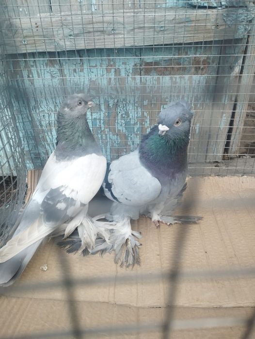 Продам самку 2025 года