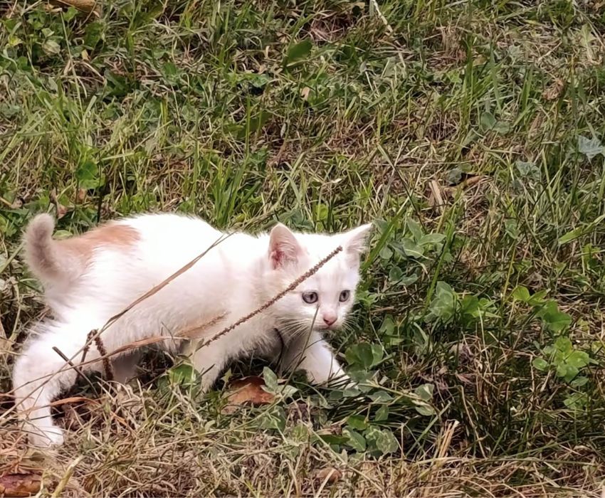 Котята ищят свой дом!