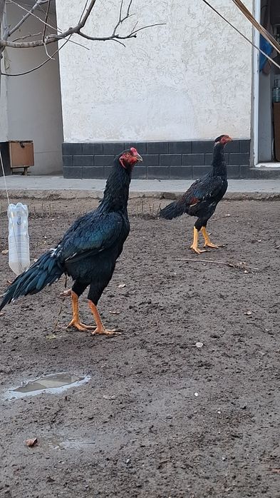 Дакан, бойцов...