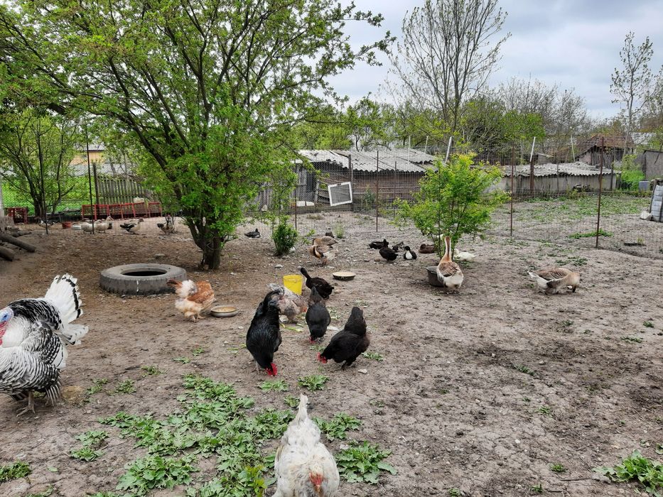 Pentru incubat oua din păsări de curte crescute natural