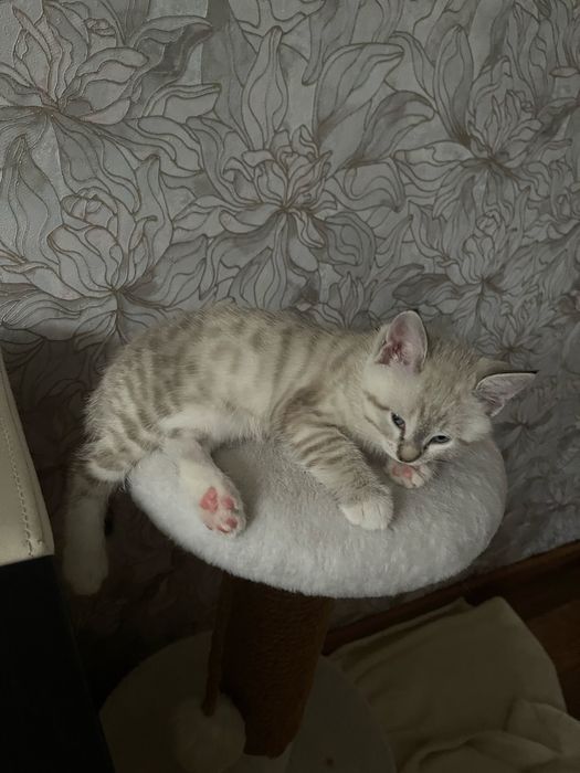 отдаем кошек хорошие руки