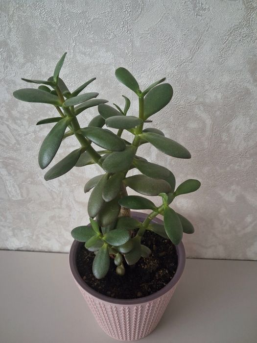 Срочно!!! Продам цветок.