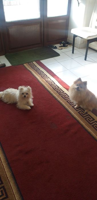 Готовится к продаже шпиц