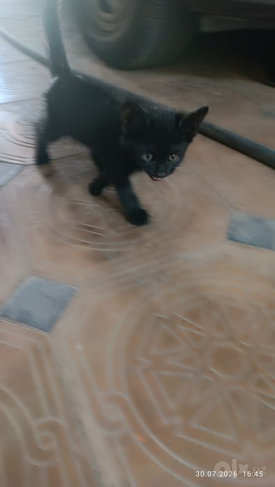 Котята, бесплатно . Оба мальчики