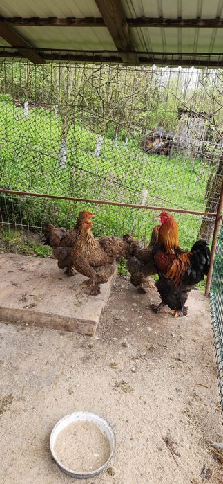 Vând oua găini brahman , potarnichiu si austrolop negru