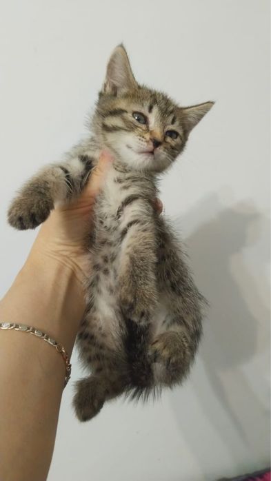 Котята в добрые руки девочки