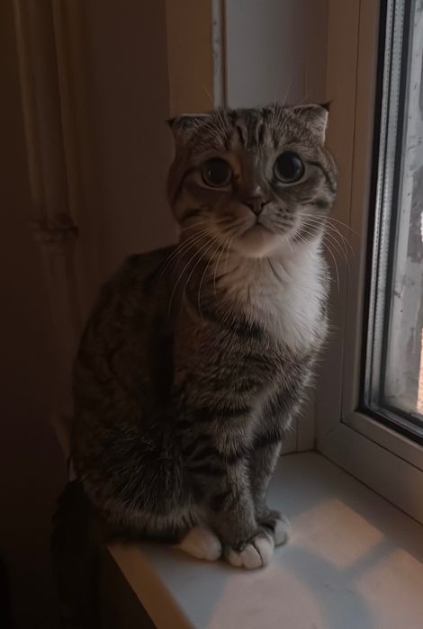 Ищем дом для кошечки