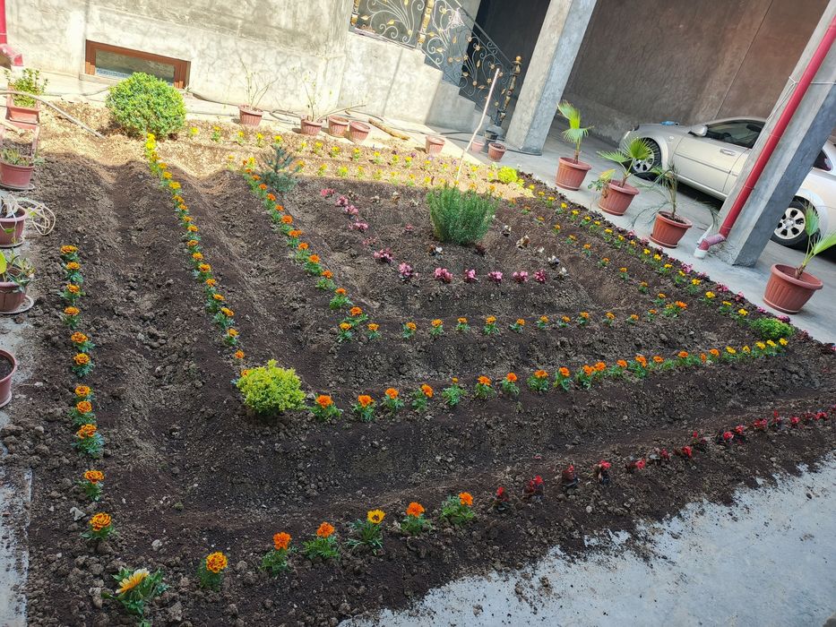 Gul va archa gazon ekish mevali darxtlar  ekish xizmati