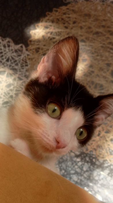 Отдам котят бесплатно.