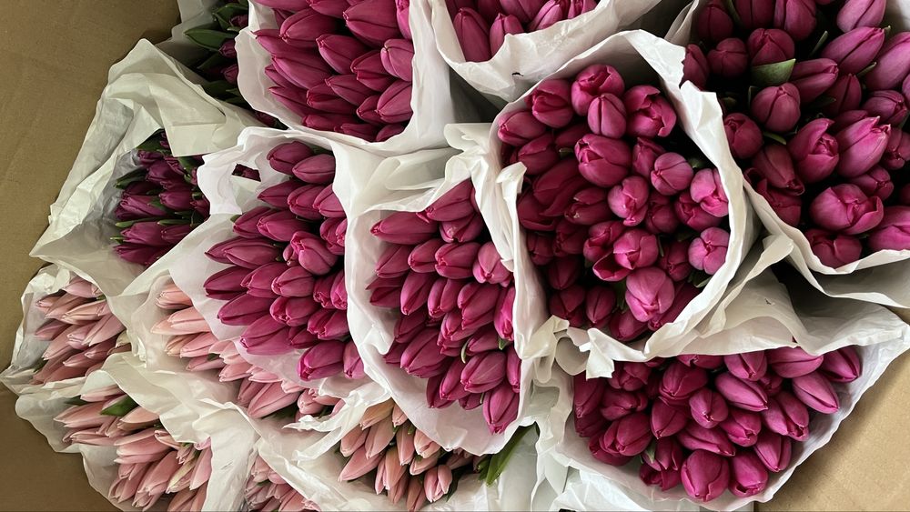 Тюльпаны высокого качества