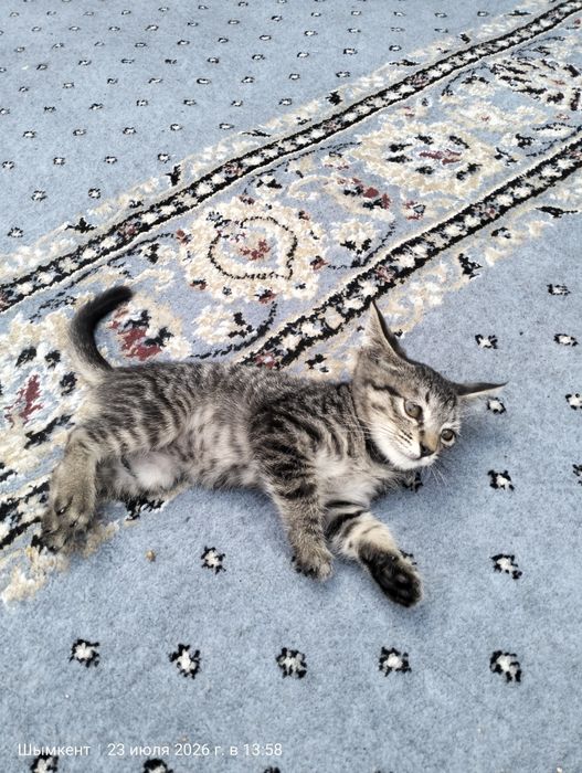 Марғау тегін. Котята бесплатно