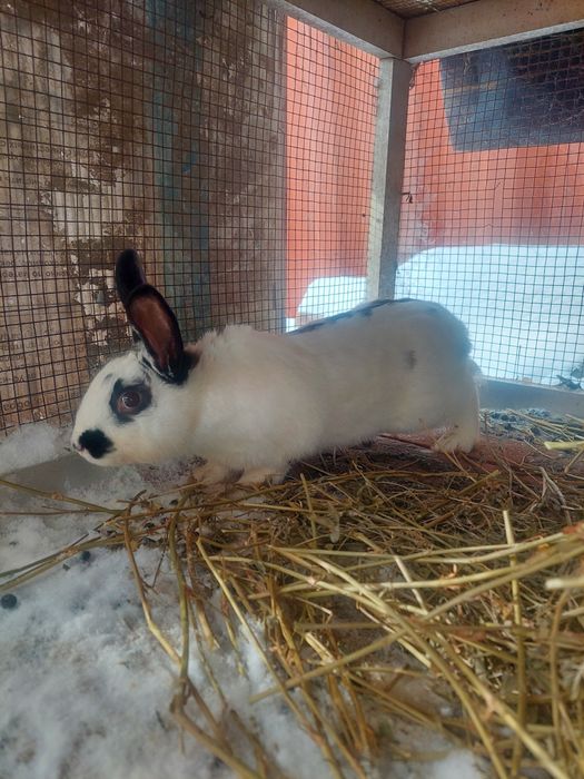 Кролики самцы возраст от 2-3 месяцев