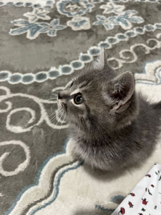 Котенок ищет дом
