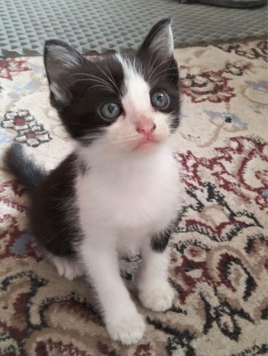 Отдам котят в добрые руки