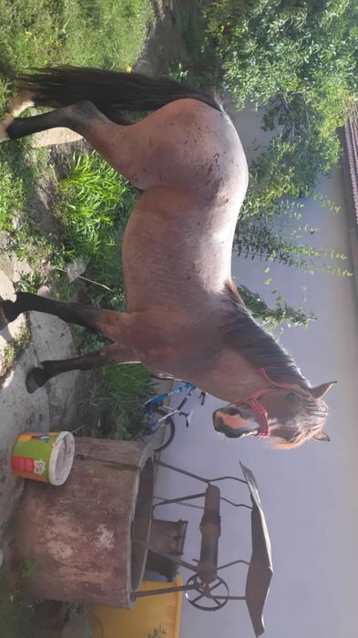 Vând armăsar semi greu 4 ani