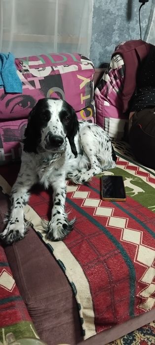 Отдам Щенки даром