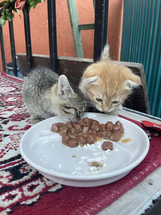 Котята маленькие совсем