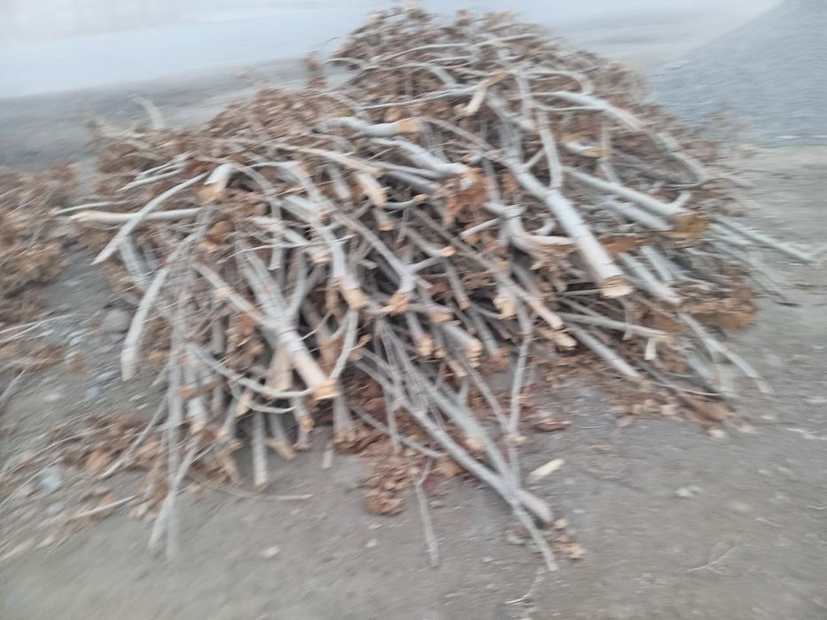 Утин бор сотилади