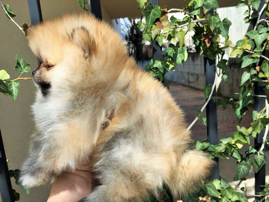 Померан мини Померанчета