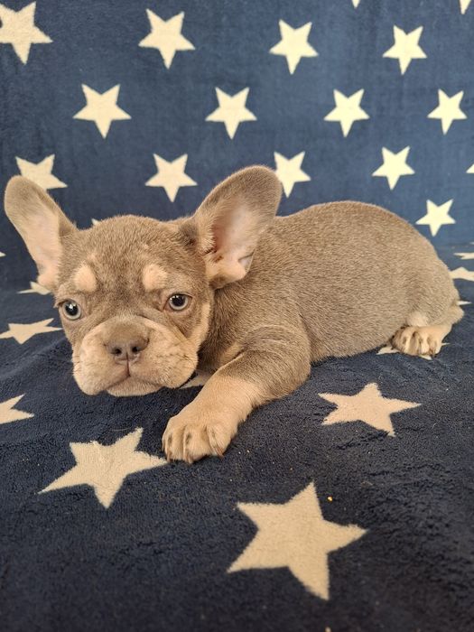 Bulldog francez mascul lilac tan