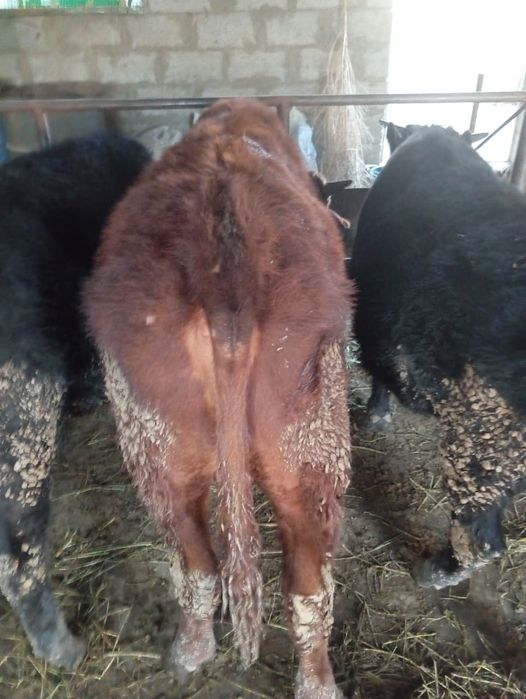 Срочно продам быка.