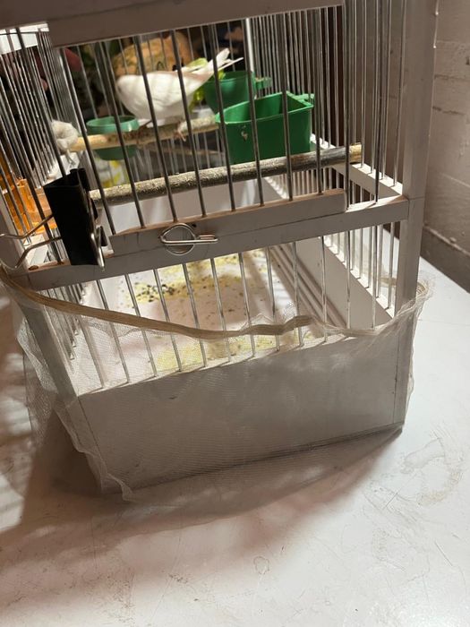 продам канарейки