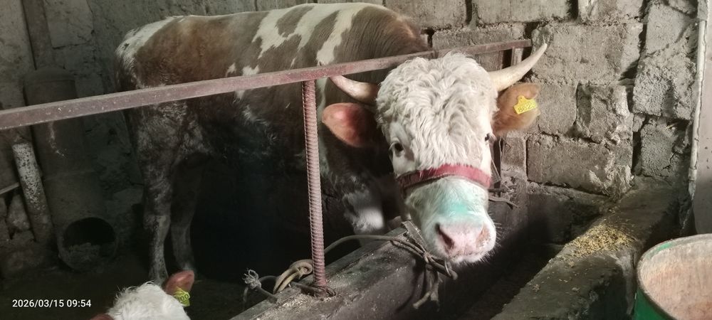 Smental hoʻkiz sotiladi