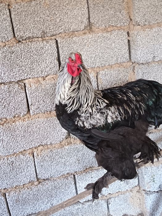 Брама катта хуроз