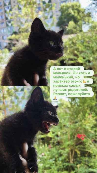 Котята в хорошие руки!