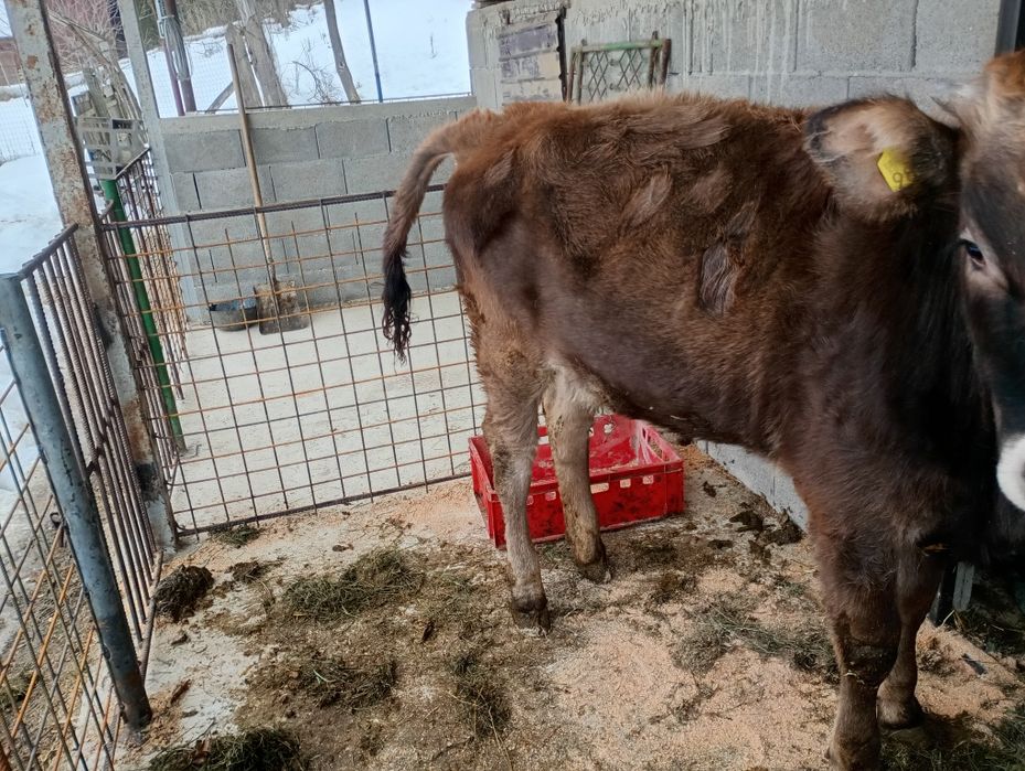 Vând o vițea buna!