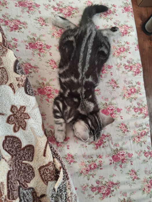 Шотландская кошечка очаровашка